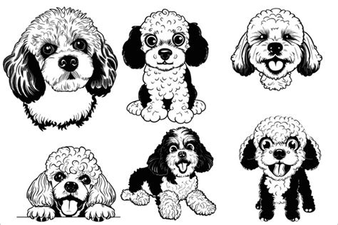 24 Cavapoo Drawing Royalty-Free Images, Stock Photos & Pictures | Shutterstock