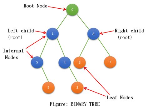 Types of Binary Tree - TutorialCup