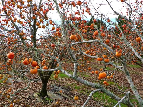 The American Persimmon