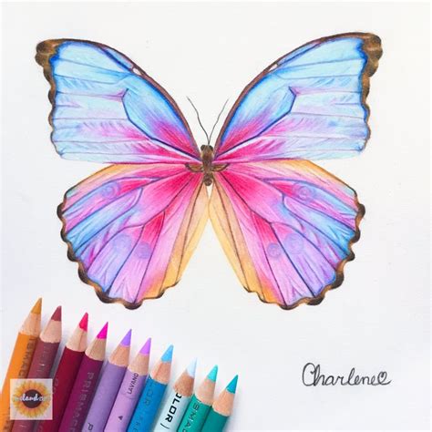 Colorful Butterfly Drawing