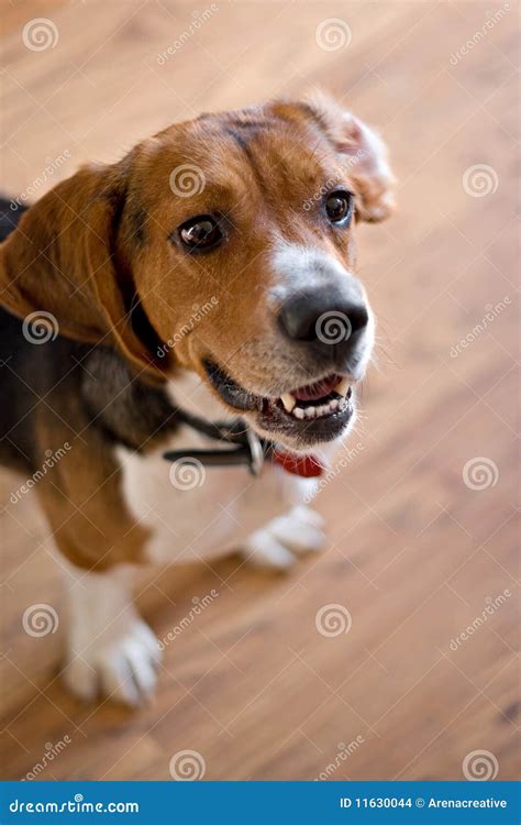 Purebred Beagle Dog stock photo. Image of indoors, brown - 11630044