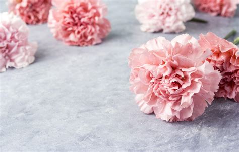 Pink Carnation Wallpapers - Wallpaper Cave