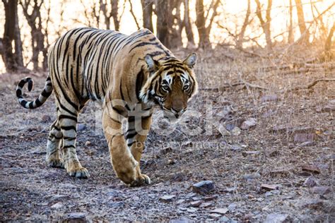 Bengal Tiger Walking IN The Jungle, Wildlife Shot stock photos - FreeImages.com