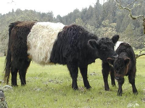 Belted Galloway Cattle - The Livestock Conservancy