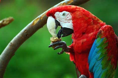 Hình ảnh miễn phí: con vẹt macaw, mỏ, thực phẩm, màu sắc, đầy màu sắc