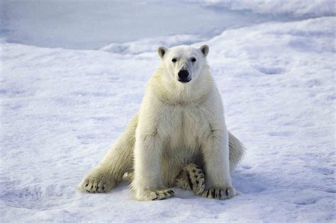 Life In The North: Arctic Animals