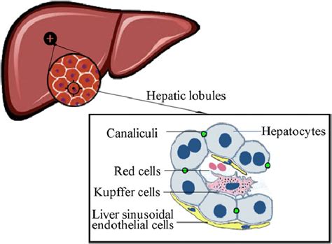 Human Liver Cell Diagram