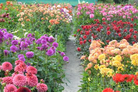 Launch of Holland Dahlia Event at the Keukenhof Castle – The Flora Journal