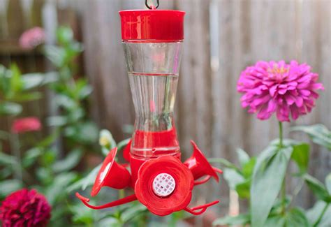 Where to Hang Hummingbirds Feeders