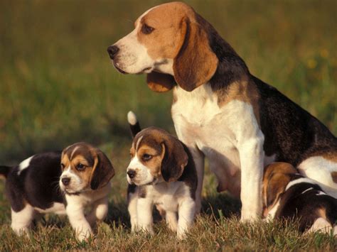 √ 8 Different Types of Beagles You Should to Know | Beagle puppy, Cute beagles, Dog breeds