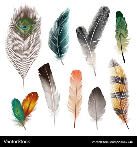 Bird feathers set Royalty Free Vector Image - VectorStock