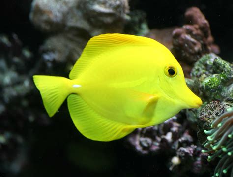 tang, Tropical, Fish, Ocean, Sea, Underwater Wallpapers HD / Desktop and Mobile Backgrounds