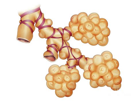 Bronchoconstriction In The Lungs Photograph by Maurizio De Angelis/science Photo Library - Fine ...