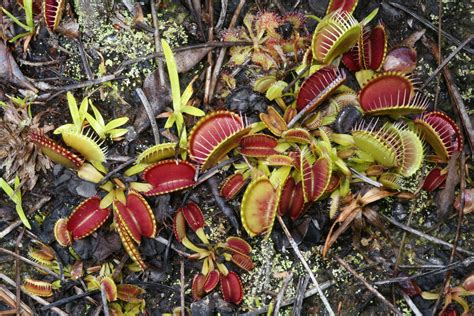 Venus flytrap part of what makes Fayetteville, Wilmington special and is worth preserving - The ...