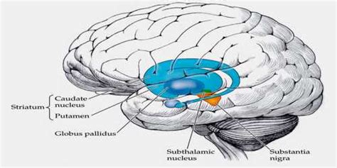 Striatum - Assignment Point