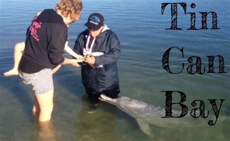 Tin Can Bay Dolphin Feeding - Hand Feed Wild Dolphins | Tin can, Australia travel, Dolphins