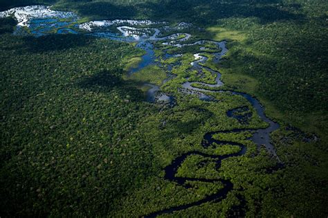 Amazon Rainforest: Global Cooperation Set to Resume Under Brazil's Lula - Bloomberg