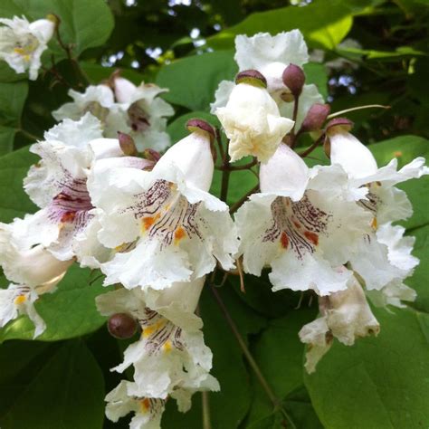 Catalpa speciosa from NVK Nurseries