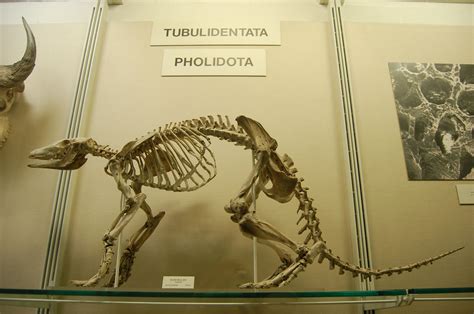 Aardvark skeleton. You don't see these often enough in museums; so cool ...