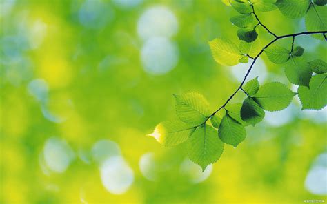 Free download wallpaper Green leaves 3 wallpaper 2560x1600 wallpaper ...