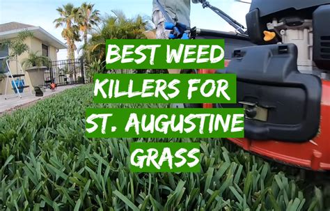 Top 5 Best Weed Killers For St. Augustine Grass [September 2024 Review] - Grass Killer