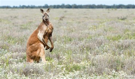 Red kangaroo | Australian animals | NSW National Parks