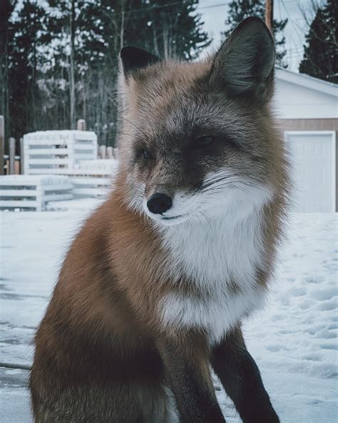 Just some northern Canadian backyard wildlife : r/iPhoneography