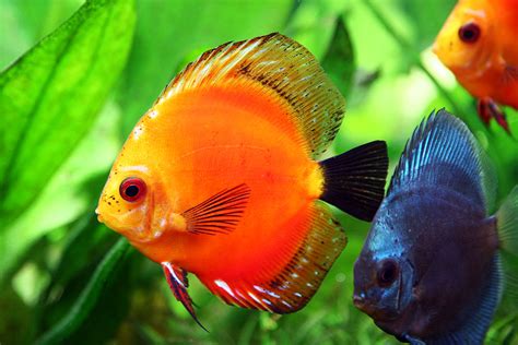 Discus Fish - The King of Aquarium | Exotic Tropical Ornamental Fish Photos With Names | Fish ...