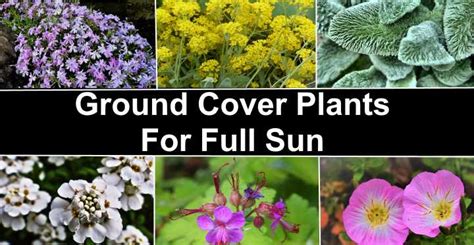 Best Flowering Ground Cover For Sun - Creeping Plants In Full Sun Groundcover Plants For Sunny ...