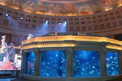 The Atlantis Aquarium is one of the very best things to do in Las Vegas