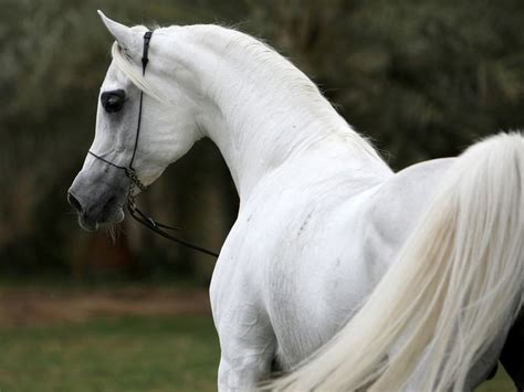 Les 18 meilleures images du tableau Arabian Horses sur Pinterest ...