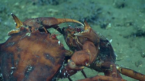 Scientists Spent A Month Exploring The Gulf Of Mexico's Deep Sea Habitats — And The Images They ...