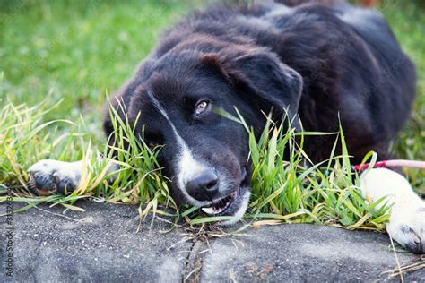 Dog eating grass in the park Stock Photo | Adobe Stock