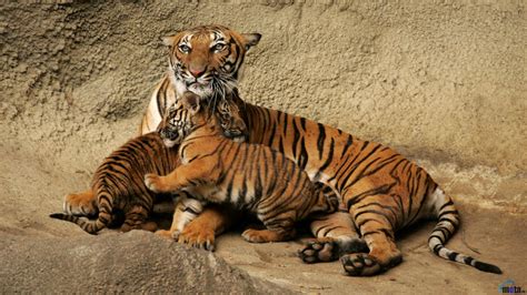 🔥 Free Download Wallpaper Bengal Tiger With Cubs X Desktop by ...