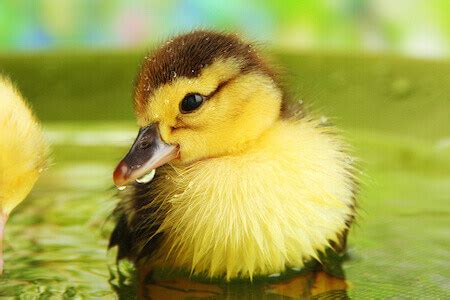 How to Take Care of a Pet Duck | Caring Pets