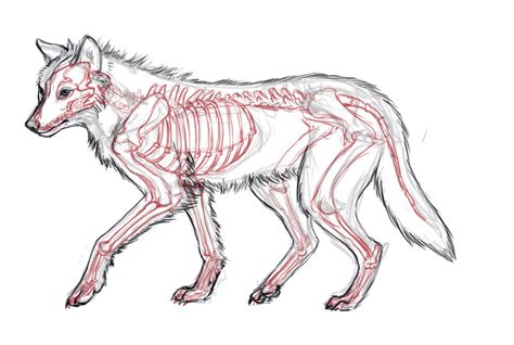 Wolf anatomy study by Javamoos on DeviantArt