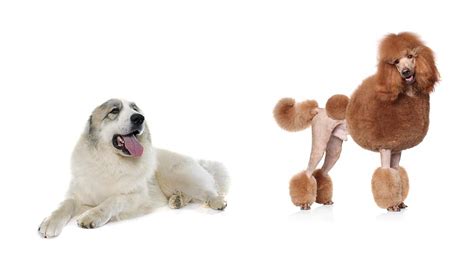 Pyredoodle – The Great Pyrenees Poodle Mix