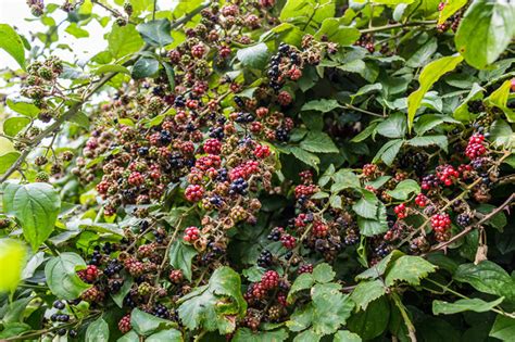 Growing Blackberries: A Complete Guide on How to Plant, Grow, & Harvest Blackberries