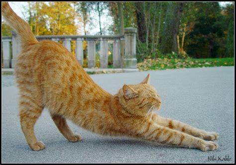 Image Gallery stretching cat