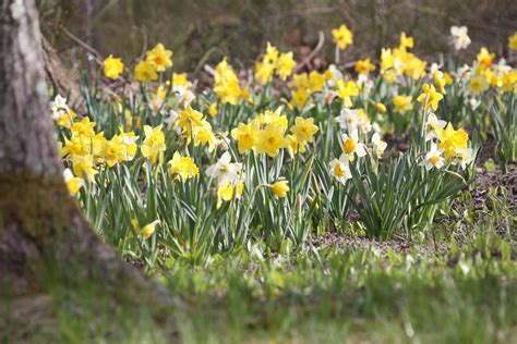 Best Daffodils for Naturalizing – Longfield Gardens