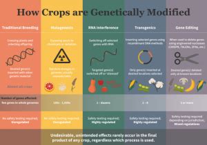 Top 8 GMO myths and the truth behind the information you've been fed | AGDAILY