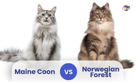 Maine Coon vs Norwegian Forest Cat - Whiskered Wonders