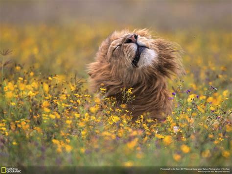 The Winners Of The 2017 National Geographic Nature Photographer Of The Year Contest Are Here ...