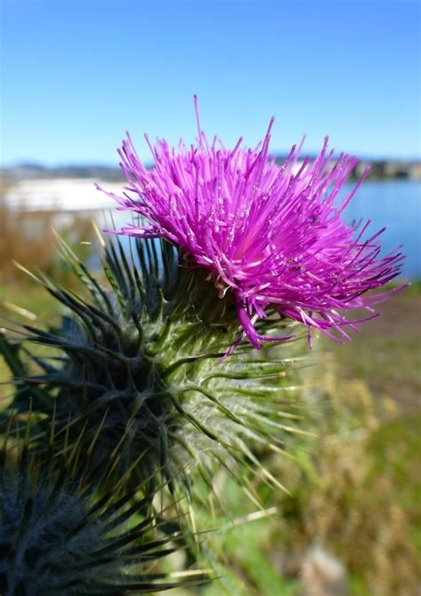 Russian Thistle. A bright and unique flower but one of the worst for ...