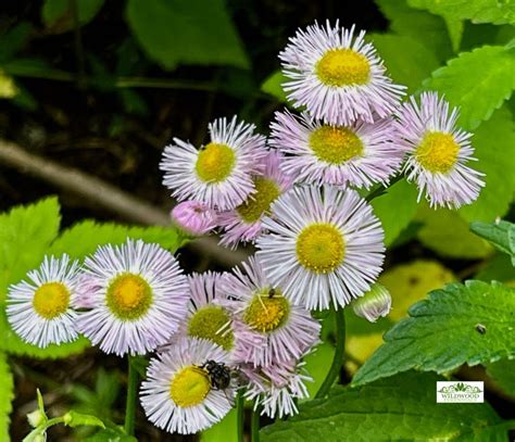 Erigeron philadelphicus (Native fleabane) | Wildwood Perennials