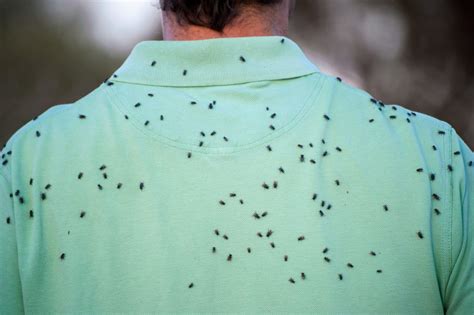 7 Ways To Repel Black Flies Naturally | Black fly repellent, Black fly ...