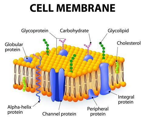 June 2019 | Biologi And The Other Science.