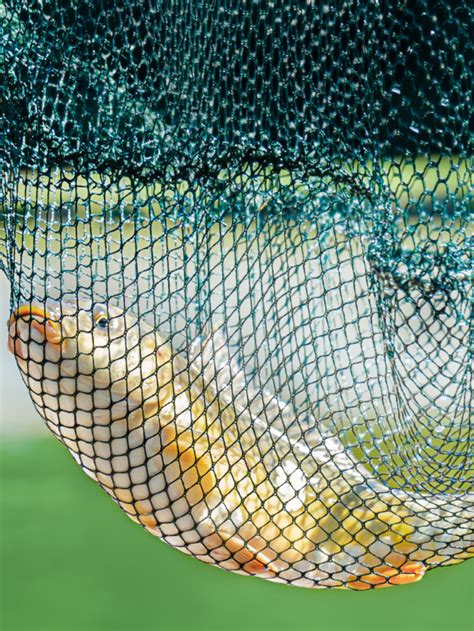 Choosing the Best Net for Fish Farming: Nylon Net vs HDPE Net ...