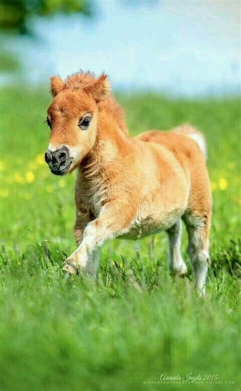 Pin by Camille on hoofshu | Cute baby horses, Baby horses, Cute ponies