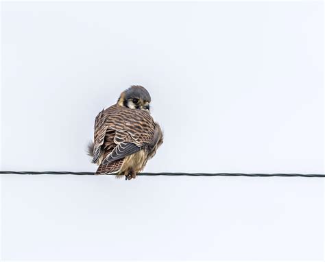 Kestrel Falcon Photograph by Thomas Young - Fine Art America